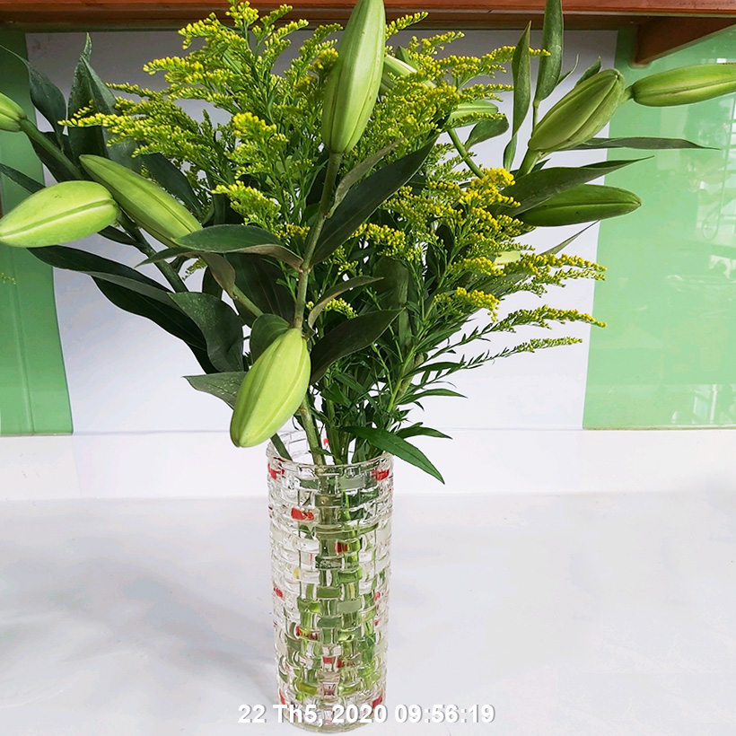 Set 50 gói Bột Dung Dịch Dưỡng Hoa LILY Longlife Nhập khẩu Israel giúp hoa Lily tươi lâu gấp 2 lần, cánh hoa đậm màu và 14 ngày không thay nước cắm hoa