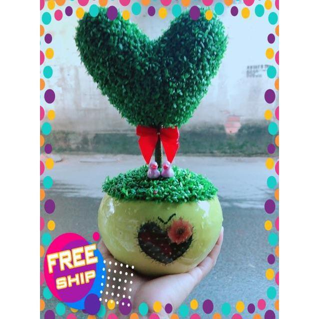 Chậu Cây May Mắn Trái Tim