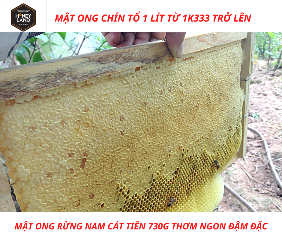 Mật ong rừng Nam Cát Tiên Honeyland 380g mật ong thiên nhiên nguyên chất