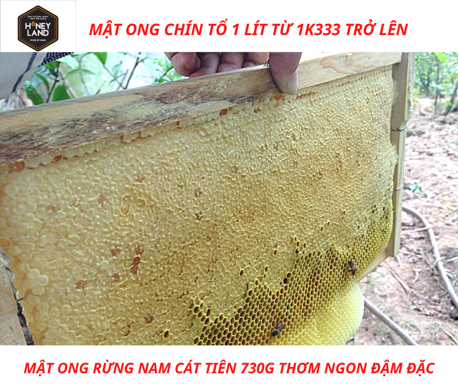 Mật ong rừng Nam Cát Tiên Honeyland 730g mật ong thiên nhiên nguyên chất