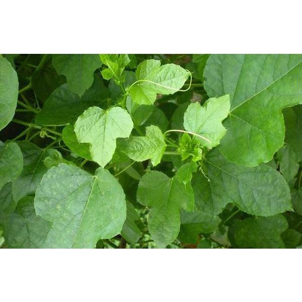 Hạt giống cây nhãn lồng CT66 - Gói 30 hạt