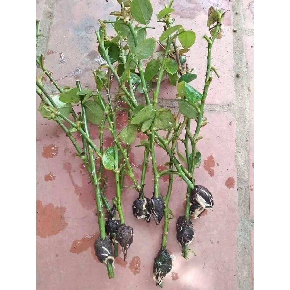 Hồng leo đủ màu