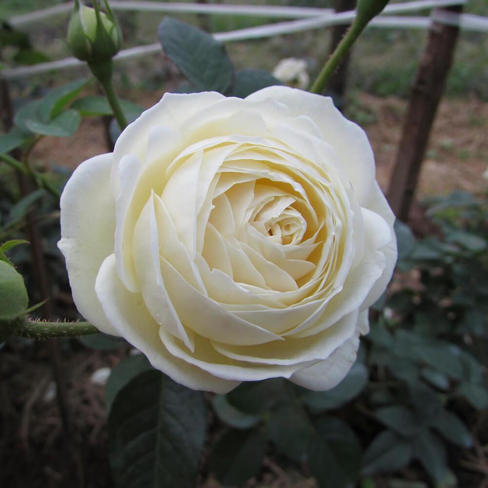 Hoa hồng Nhật Shizuku Rose trắng tuyết cánh kép - cây giống ươm bầu phát triển ổn định