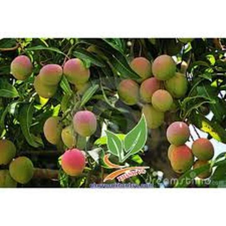 CÂY GIỐNG XOÀI TÍM SIÊU QUẢ