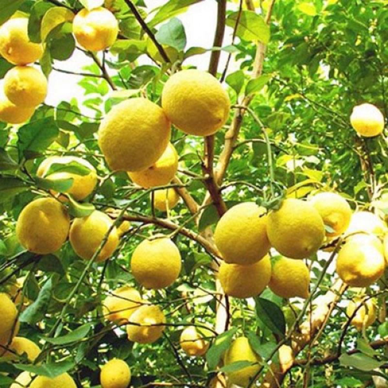 Cây giống chanh vàng Mỹ siêu quả, quả to mọng nước