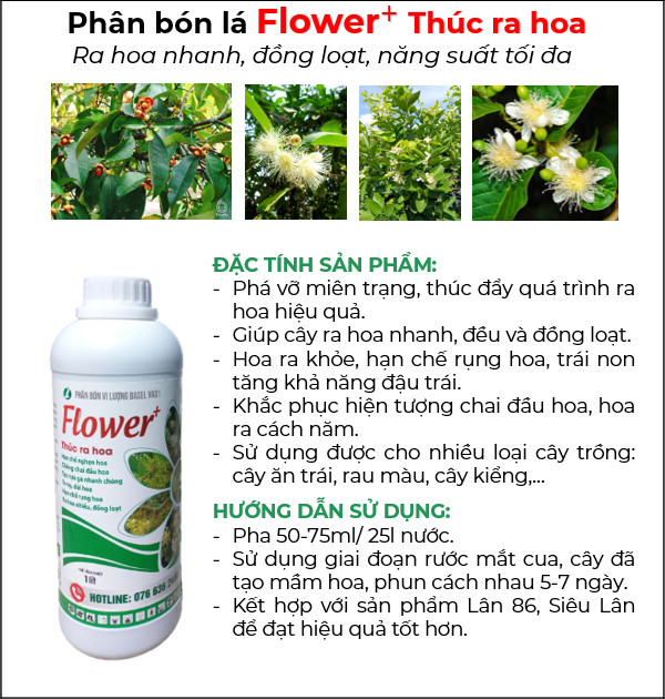 PHÂN BÓN THÚC RA HOA, PHÁ VỠ MẦM NGỦ, HOA RA ĐỀU VÀ ĐỒNG LOẠT - FLOWER THÚC RA BÔNG 1L