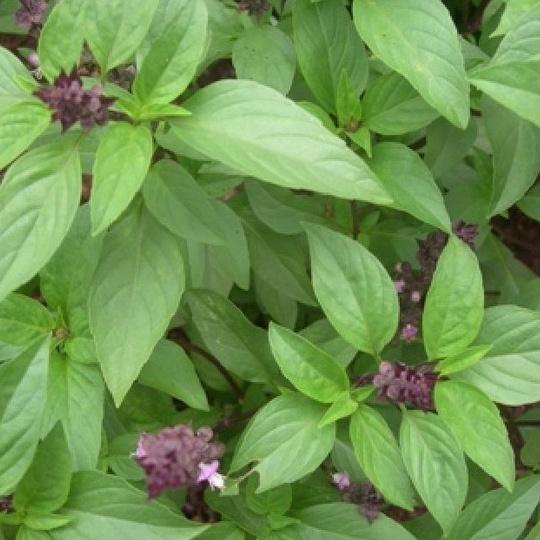 Combo 3 gói Hạt giống rau húng quế -gói 2 gram-tặng kèm 1 gói phân bón