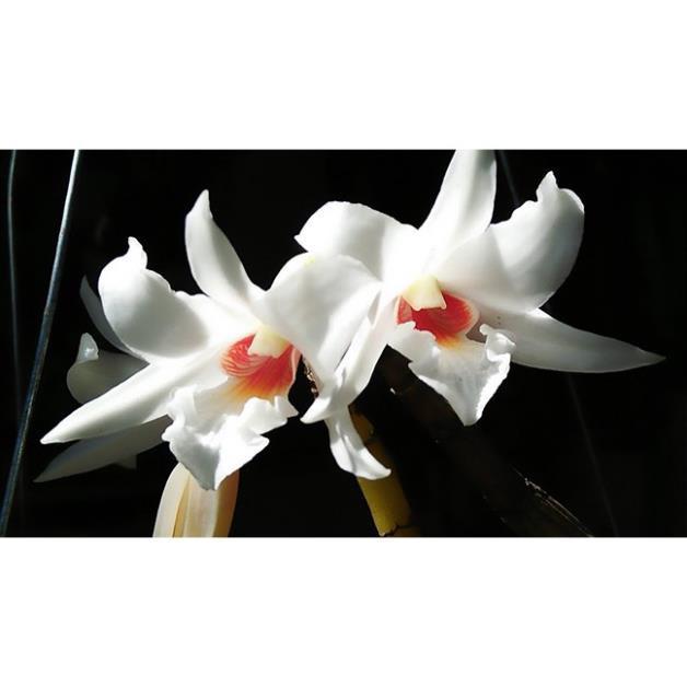 1 bảng(1 chậu) hoa lan NHẤT ĐIỂM HỒNG hàng rừng thuần chậu siêu to, hoa siêu đẹp + Tặng 01 cây dâu da đất( bòn bon)