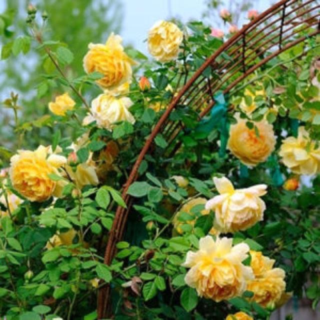 Hoa hồng Golden Celebration Rose-bầu to lớn, cây trưởng thành trưởng thành