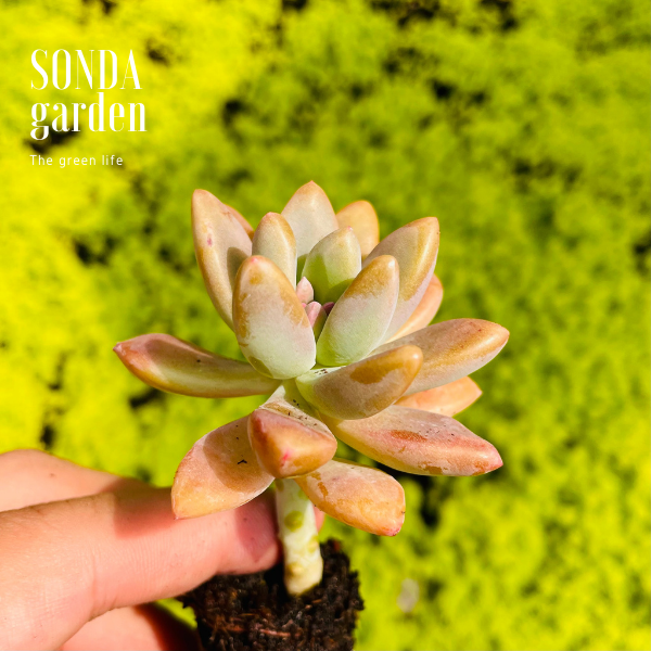 SEN ĐÁ PHA LÊ SIZE MINI KHOẺ ĐẸP LỖI 1 ĐỔI 1