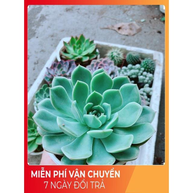 Sen Đá Xanh Cánh Cứng