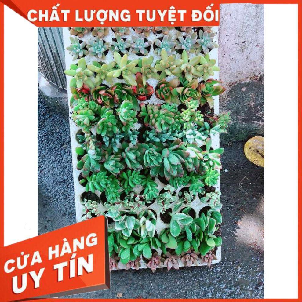 Combo 12 cây sen đá vỉ Nhiều Người Mua