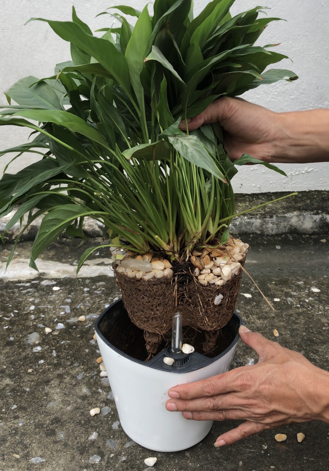 CHẬU TRỒNG CÂY THÔNG MINH TỰ DƯỠNG: Có Phao Báo Nước, Chậu Tự Dưỡng Thông Minh, Trồng Cây Văn Phòng, Nội Thất, Tự Tưới Thẩm Thấu, Nhựa ABS Cao Cấp An Toàn, Tiện Lợi
