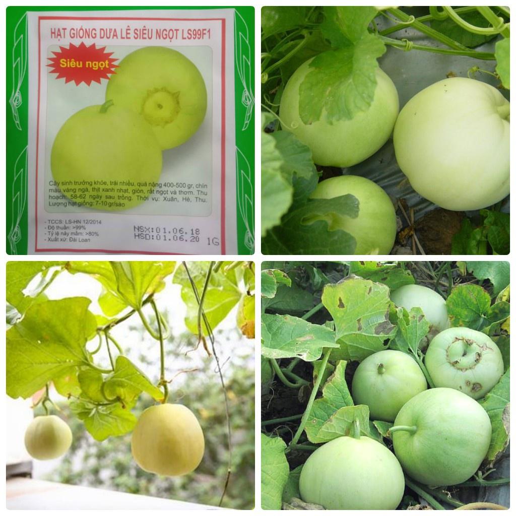 Combo 4 gói Hạt giống Dưa lê siêu ngọt -gói 10 hạt/tặng kèm gói phân bón lót