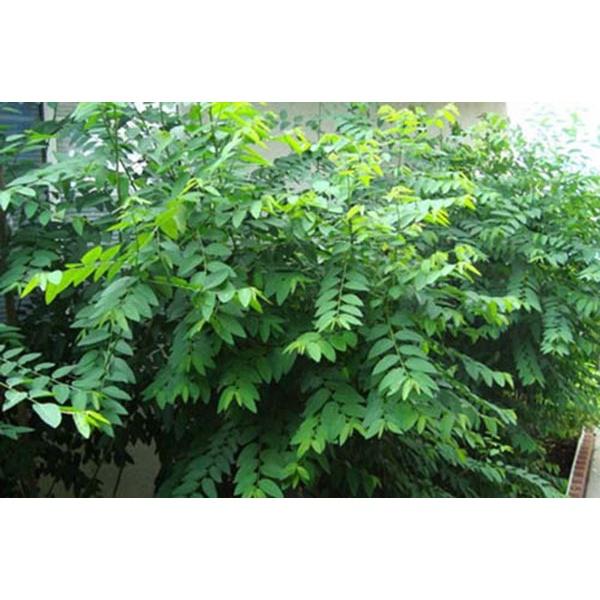 Hạt giống rau bồ ngót dể trồng f1-gói 1gram/tặng kèm gói phân bón lót