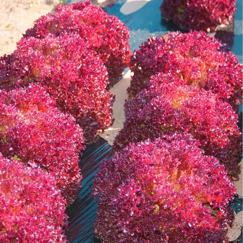 Hạt giống xà lách tím Lollo Rosa