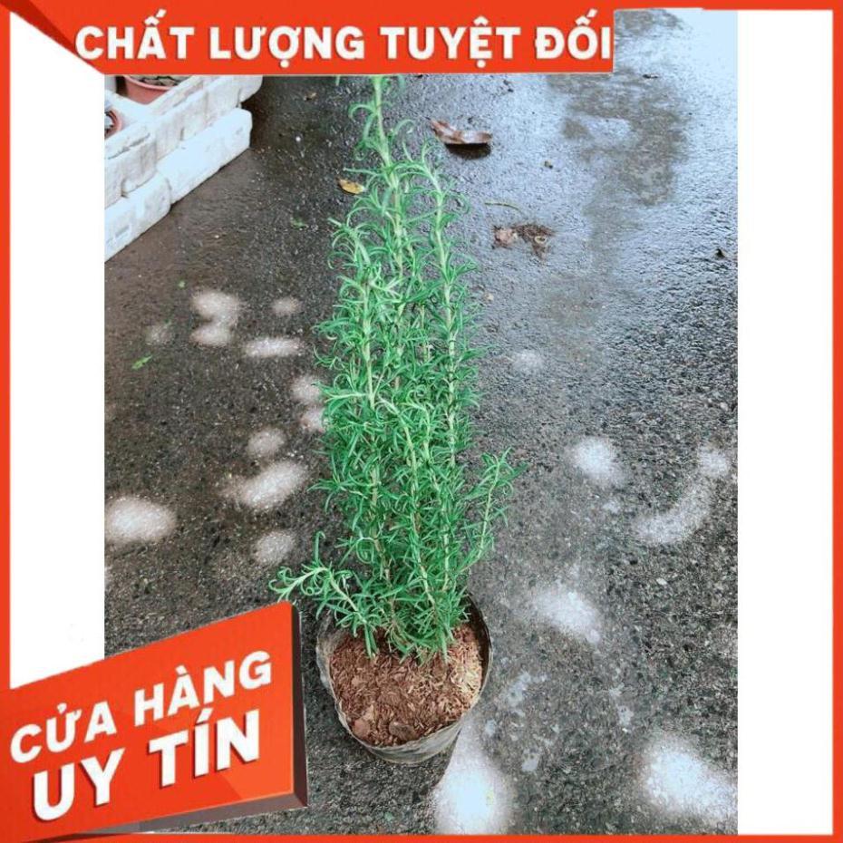 Hương Thảo Nhiều Người Mua