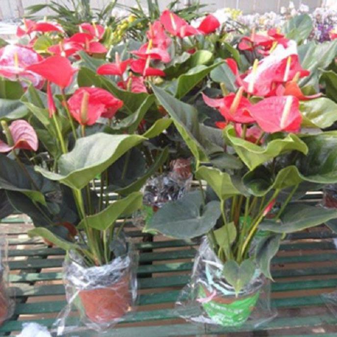 Chậu cây hồng môn màu đỏ, cây phong thủy để bàn cho gia chủ vượng khí , nhiều tài lộc