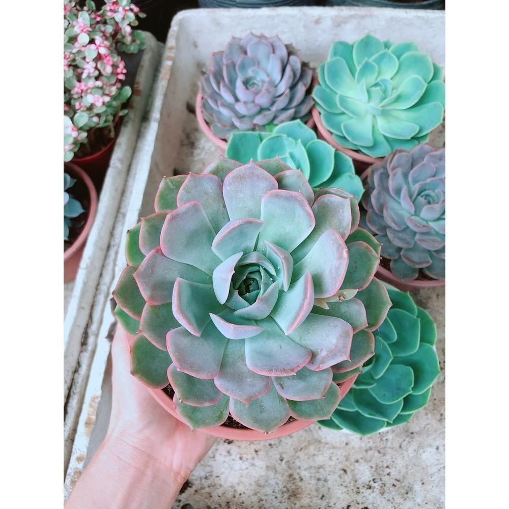 Sen Đá Tím Cánh Cứng Size Đại