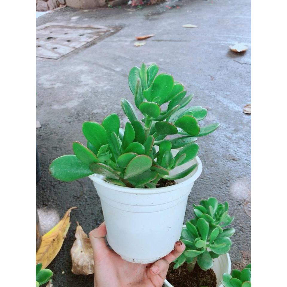Chậu Ngọc Bích Bán Chạy