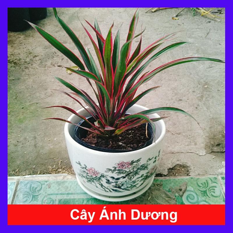 Cây Ánh Dương - cây cảnh để bàn + tặng phân bón cho cây