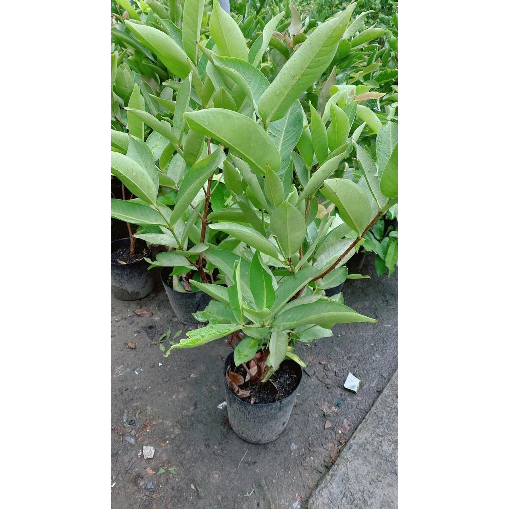 Cây Mận Cho Sai Trái