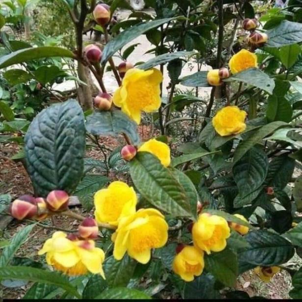 Cây Trà Hoa Vàng