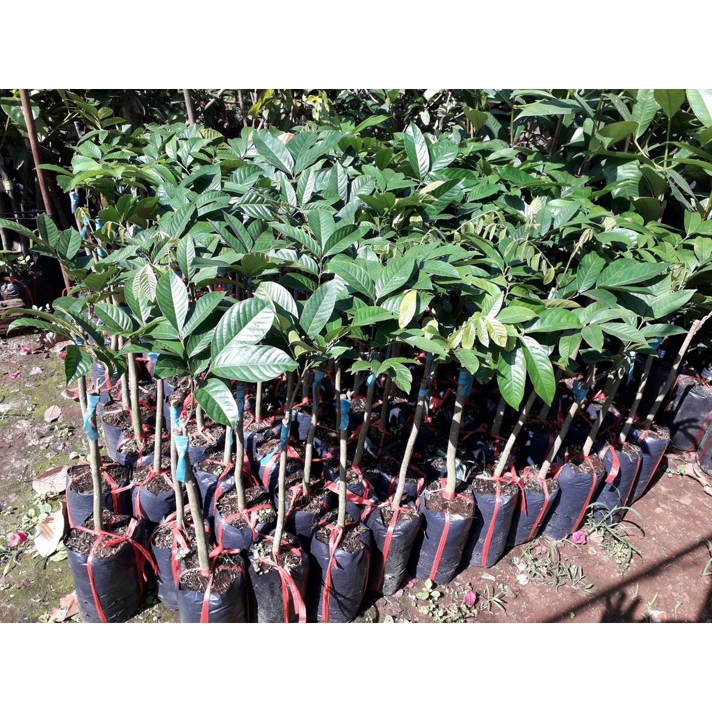 Cây giống Bòn Bon ghép .