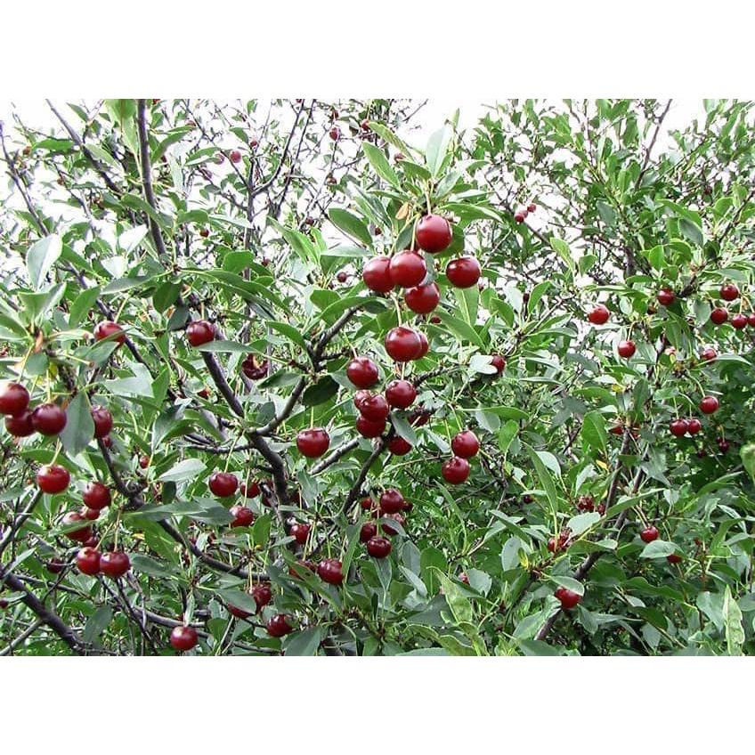 CÂY GIỐNG CHERRY BẦU NHỎ.