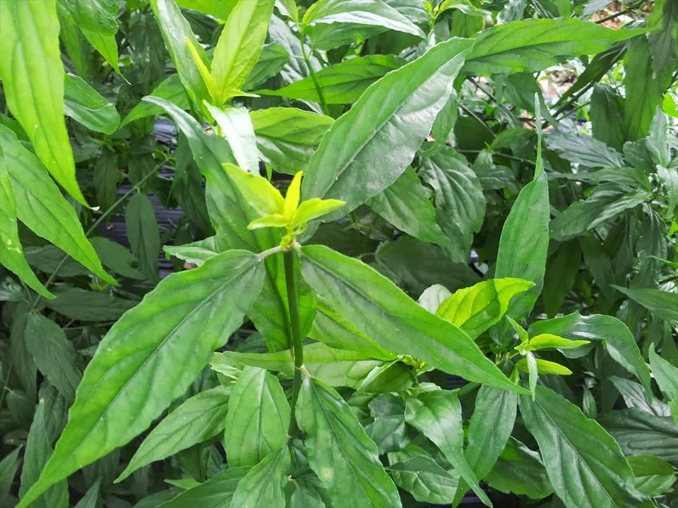 Cây xương khỉ (Cây bìm bịp - Cây mảnh cộng)  - Sản phẩm khô về làm trà ( Gói 500gr)