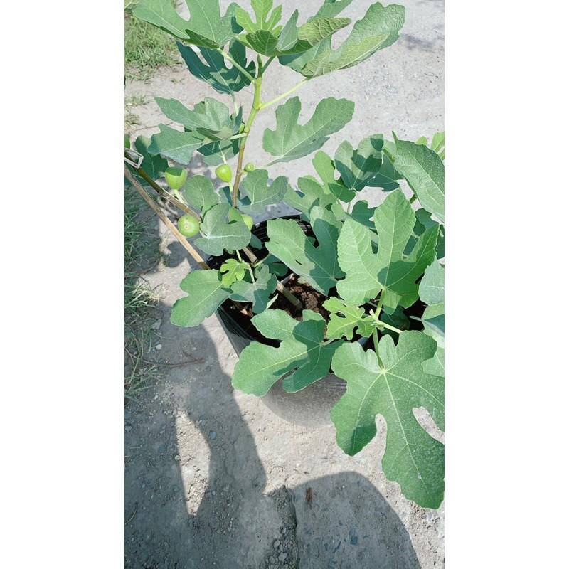 Cây Sung Có Sẵn Trái