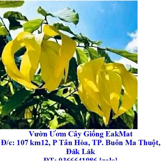 CÂY GIỐNG HOA DẺ VÀNG THƠM/ HOA HOÀNG LAN