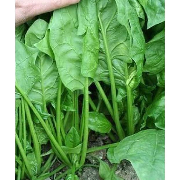 Hạt Giống Rau Cải Bó Xôi Cao Sản - Gói 1KG