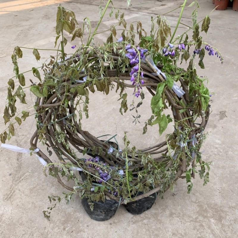 Cây hoa tử đằng dây leo dài 1,5m, mang sắc tím mộng mơ và hương thơm mát dễ chịu, cây hoa leo giàn tạo bóng mát