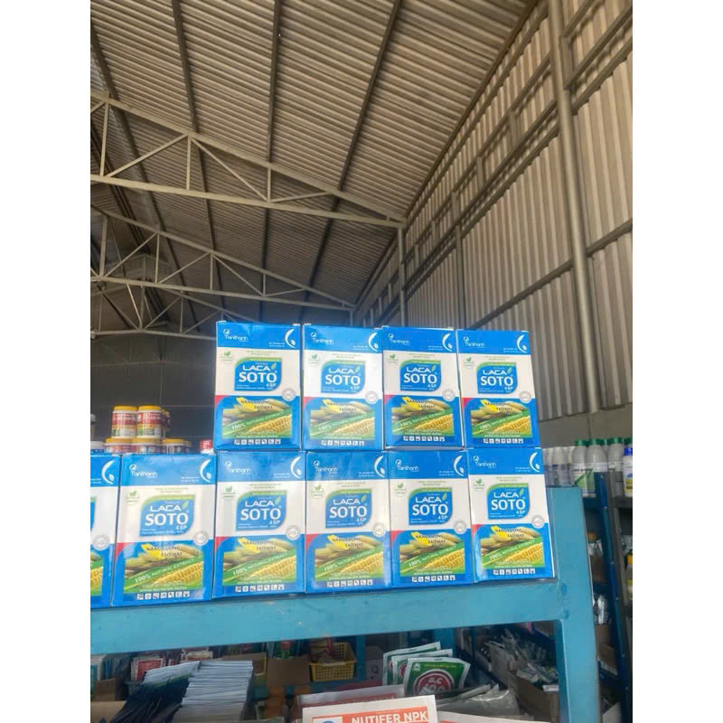 LACA SOTO 4SP của TÂN THÀNH Chắc cậy đầy bông, xanh lá đồng, tăng năng suất
