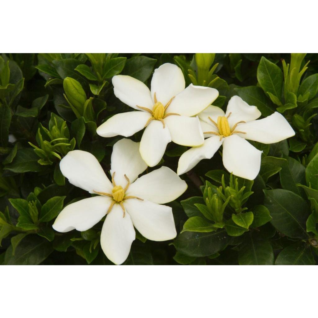 Hoa bạch thiên hương hoa thơm nức - cây size to