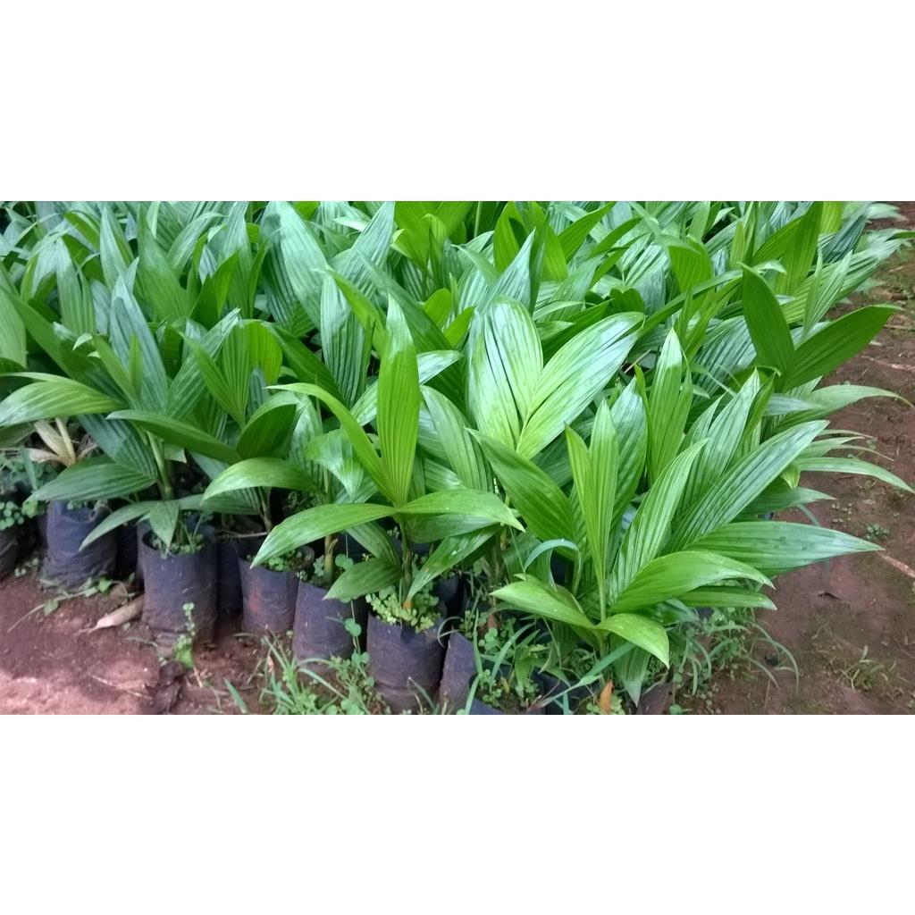 Cây cau cao giống.