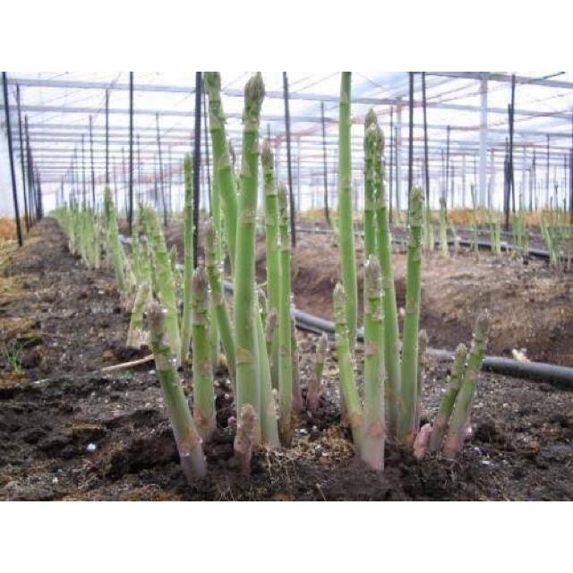 HẠT GIỐNG MĂNG TÂY XANH F1
