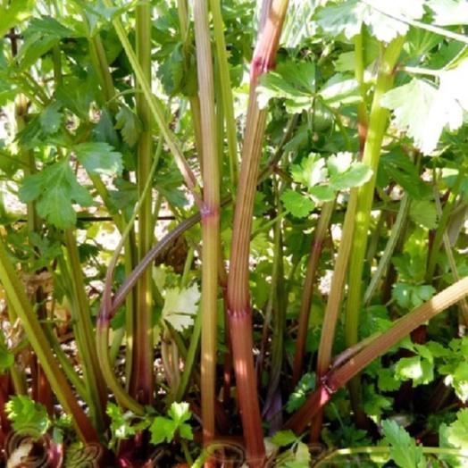 Hạt giống rau cần tây đỏ-gói 1 gram-tặng kèm gói phân bón lót