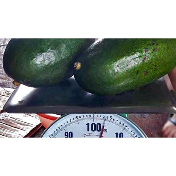 Cây giống Bơ Thành Bích Trái To khổng lồ.