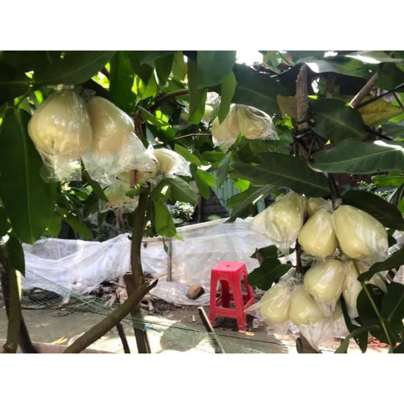 Cây Mận Trắng Sữa - Giống cây trồng cây ăn trái