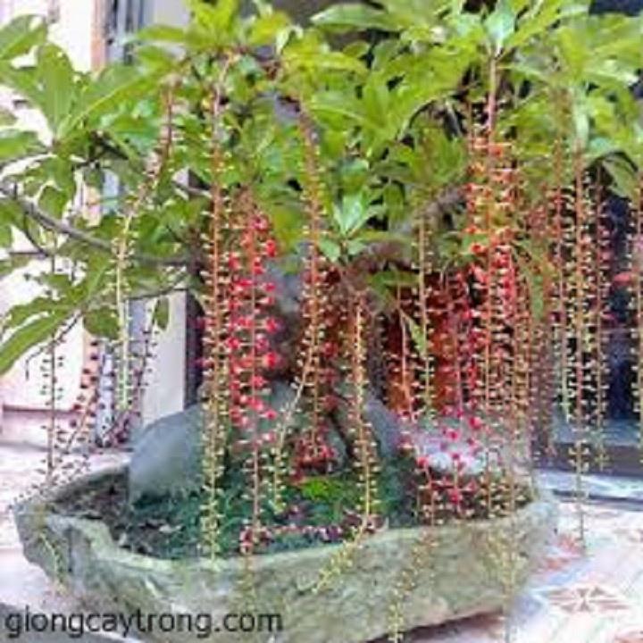 CÂY GIỐNG CÂY LỘC VỪNG-CÂY PHONG THỦY TÀI LỘC - CGCLV