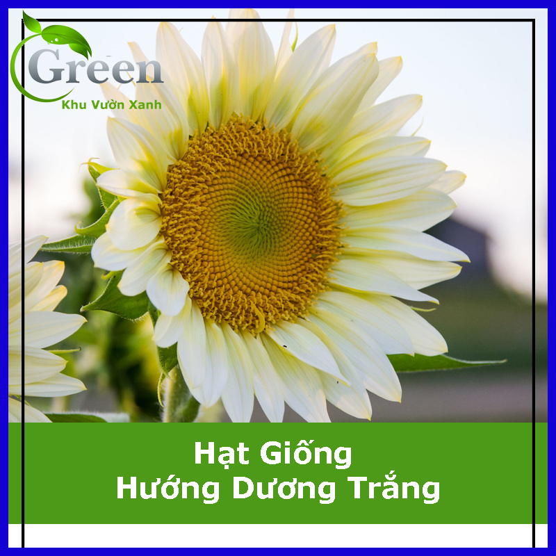 Hạt Giống Hoa Hướng Dương Trắng (5H)