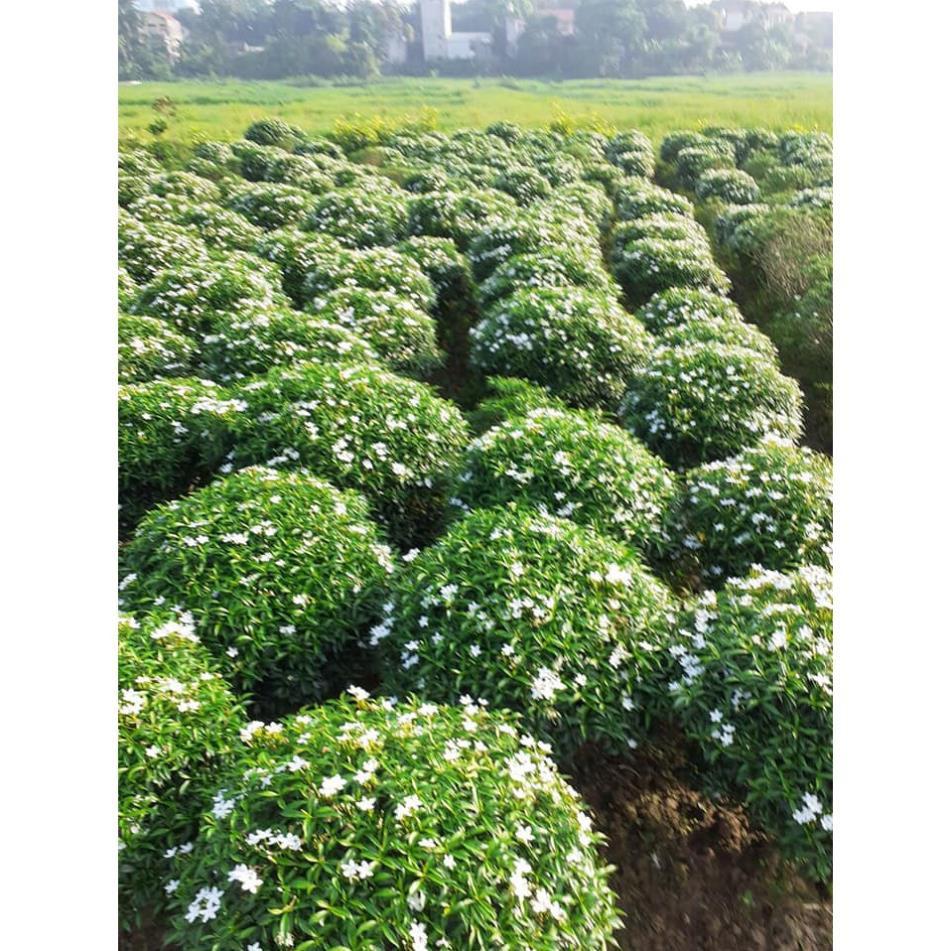 CÂY LỚN MAI VẠN PHÚC SIÊU ĐẸP SIÊU RẺ + Tặng 01 cây dâu da đất