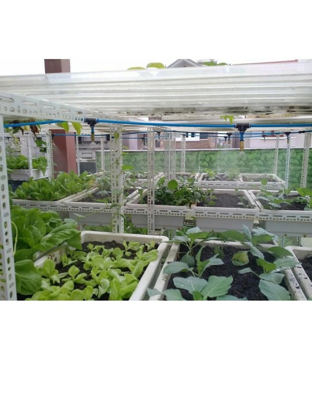 Máy phun sương 8 béc đồng 10m dây