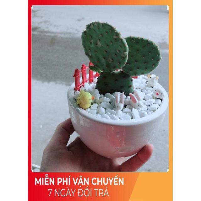 Chậu Xương Rồng Tai Thỏ