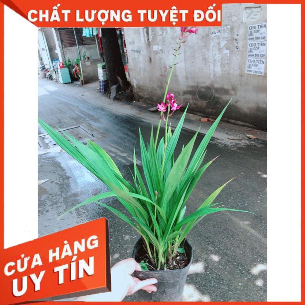 Cây Địa lan, lan đất hay lan chu đinh