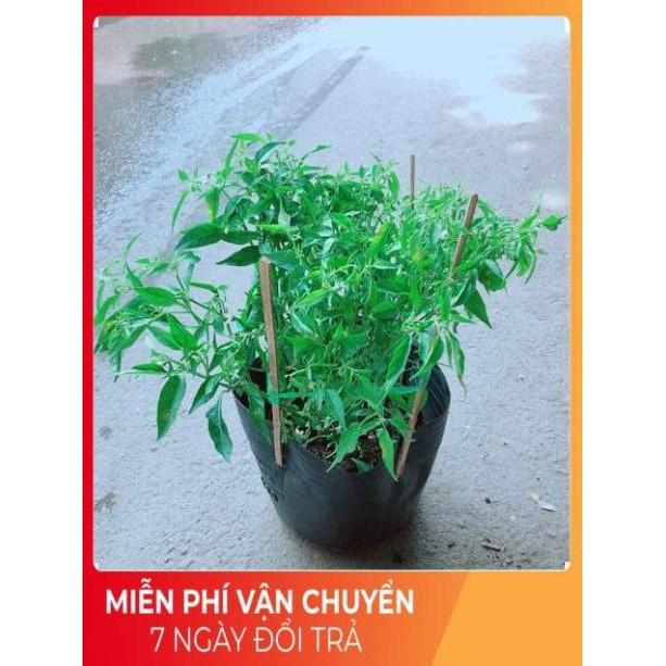 Bụi Ớt Hiểm