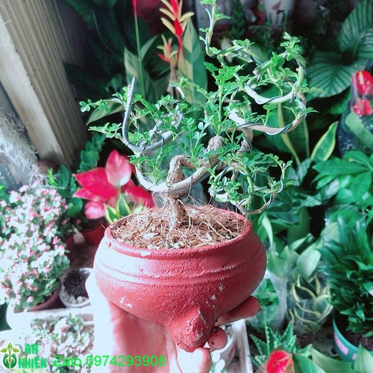 Chậu Cây Cần Thăng