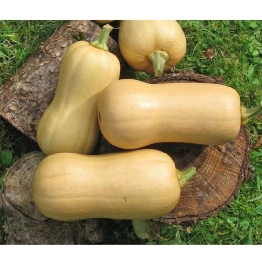 10 Hạt giống bí hạt đậu